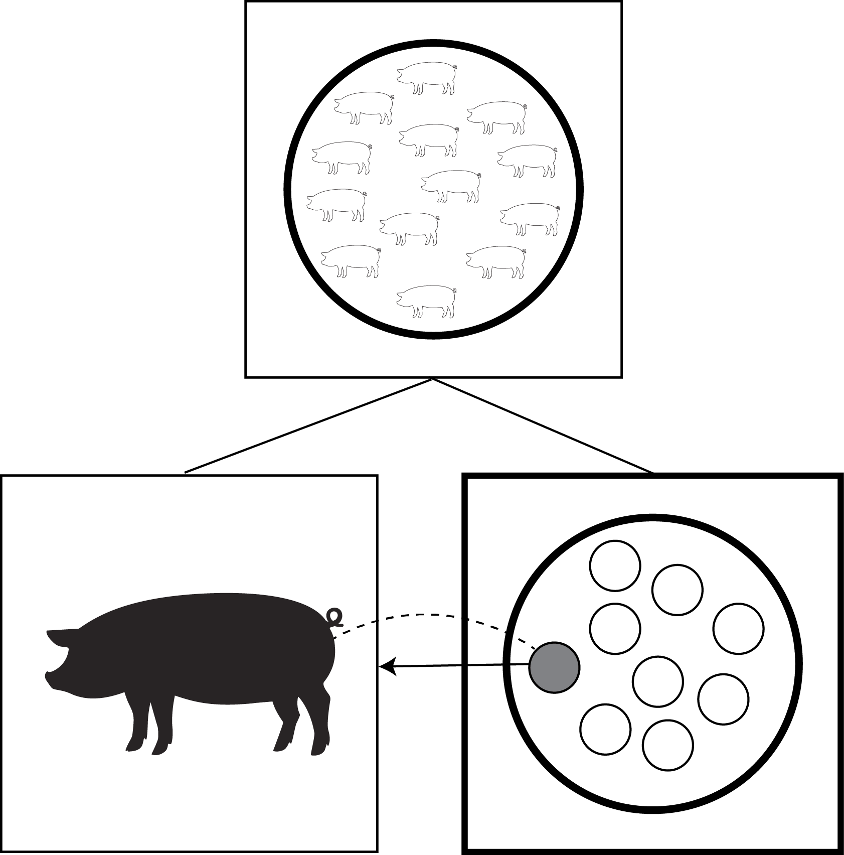 Pigs In short, the two previous diagrams are aligned horizontally at the bottom of the figure, with their combination drawing placed above them. The remainder of this alt text provides a more detailed description. A curved, dotted line indicates a simple correspondence between the pig in its diagram on the left with one of the smaller circles on the right. The plural diagram has its frame bolded. A small arrow runs from the plurality to the pig. Converging lines are drawn from the tops of the two lower boxes to the bottom of the lone upper box. In the upper box, within a profiled circle, each of the smaller plurality circles has become a pig outline.